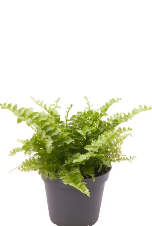Nephrolepis Exaltata Fluffy Ruffle - Stekje