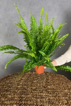 Nephrolepis Green Lady - Krulvaren