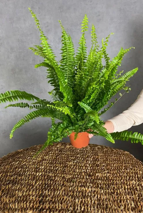 Nephrolepis Green Lady - Krulvaren