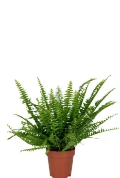 Nephrolepis Green Lady - Krulvaren