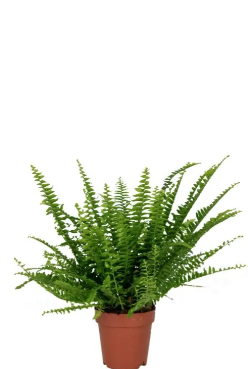Nephrolepis Green Lady - Krulvaren
