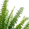 Nephrolepis Green Lady - Krulvaren