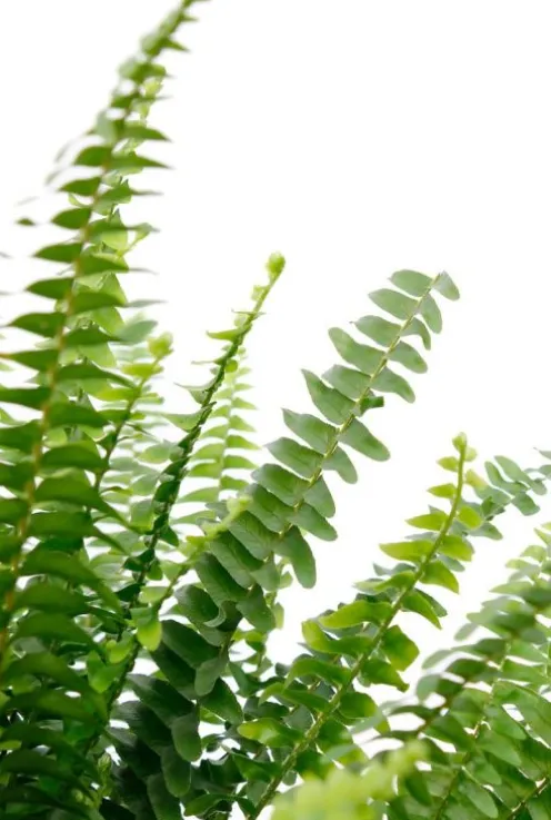 Nephrolepis Green Lady - Krulvaren