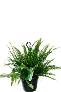 Nephrolepis Green Lady - Krulvaren