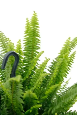 Nephrolepis Green Lady - Krulvaren