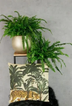 Nephrolepis Green Lady - Krulvaren