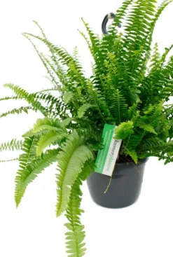 Nephrolepis Green Lady - Krulvaren