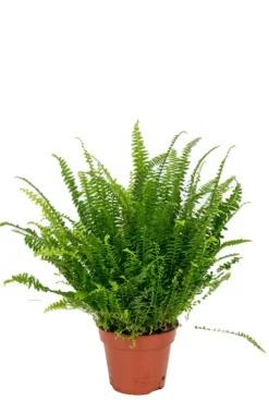 Nephrolepis Green Lady - Krulvaren