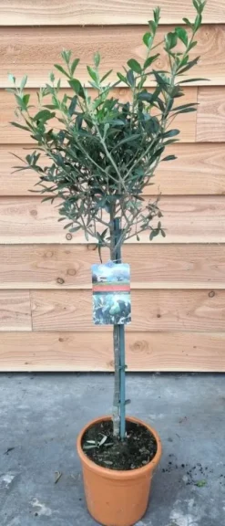 Olea europaea - Olijfboom