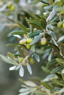 Olea europaea - Olijfboom