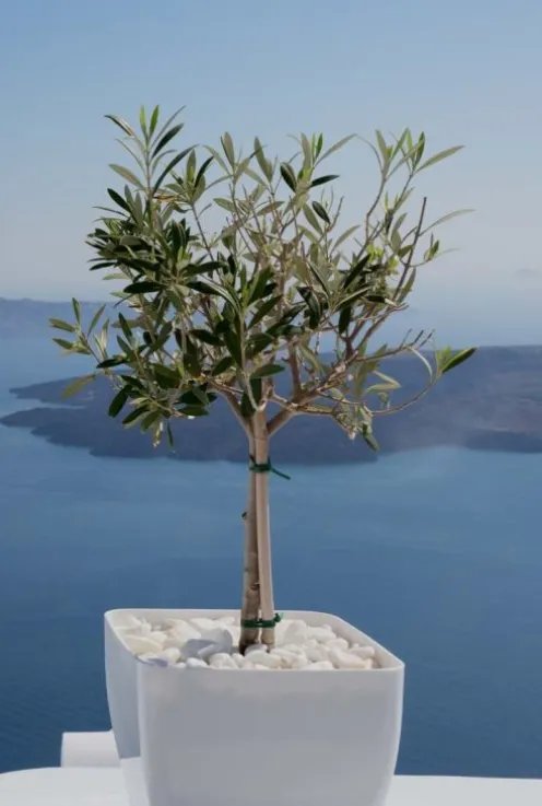 Olea Europaea - Olijfboom