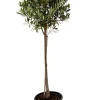 Olea Europea - Olijfboom