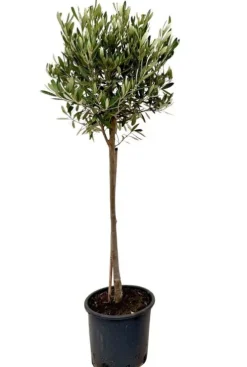Olea Europea - Olijfboom