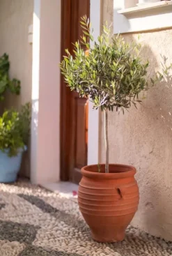 Olea Europea - Olijfboom