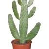 Opuntia Consolea - Schijfcactus