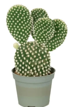 Opuntia microdasys Albispina - Stekje