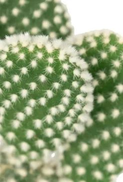 Opuntia microdasys Albispina - Stekje
