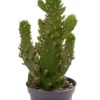 Opuntia microdasys - Stekje