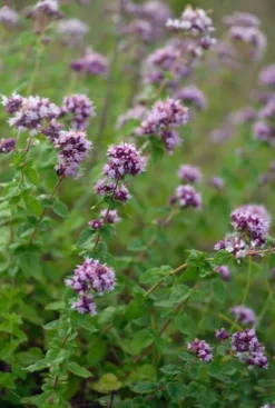 Origanum vulgare - Wilde Marjolein