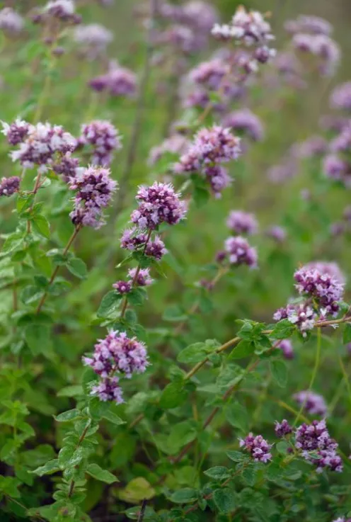Origanum vulgare - Wilde Marjolein