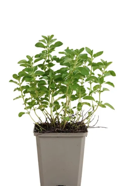 Origanum vulg. 'Compactum' - Wilde Marjolein