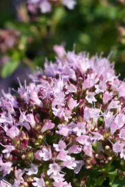 Origanum vulg. 'Compactum' - Wilde Marjolein