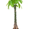 Pachira aquatica - Geldboom