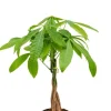 Pachira aquatica - Geldboom