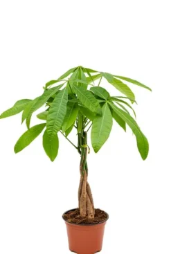 Pachira aquatica - Geldboom