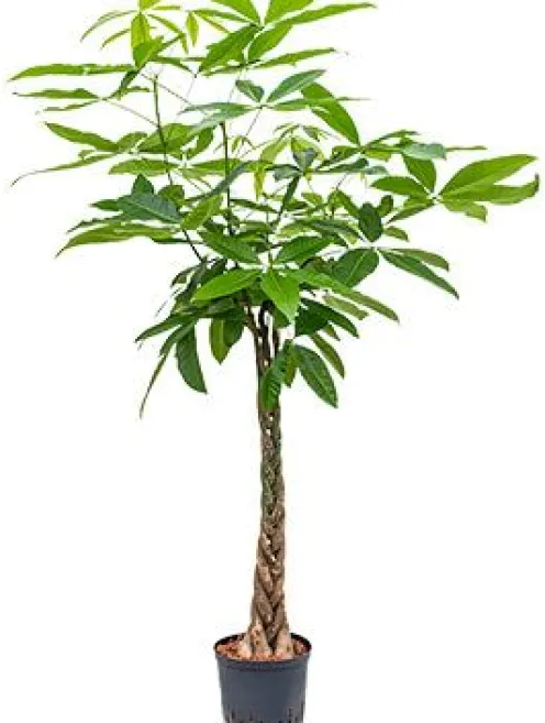 Pachira aquatica - Geldboom