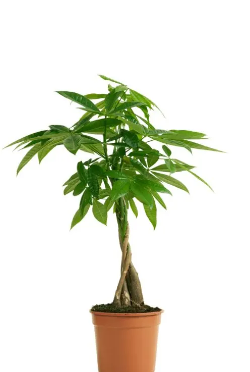 Pachira Aquatica - Geldboom - P17
