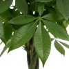 Pachira Aquatica - Geldboom - P21