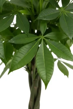 Pachira Aquatica - Geldboom - P21