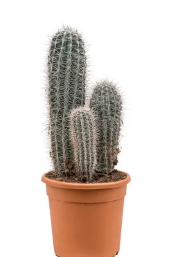 Pachycereus pringlei - Zuilcactus