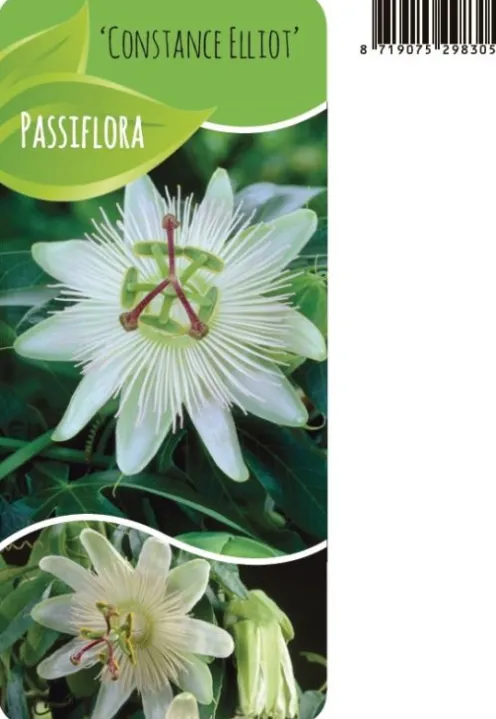 Passiflora Caerulea 'Constance Elliot' - Passiebloem