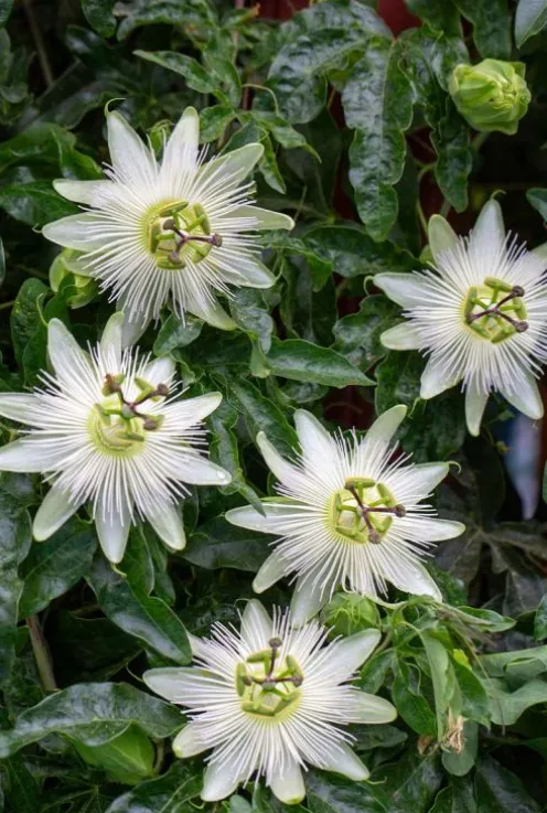 Passiflora Caerulea 'Constance Elliot' - Passiebloem