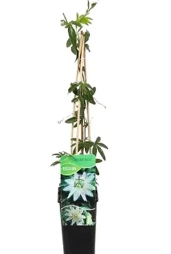 Passiflora Caerulea - Passiebloem