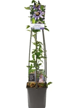 Passiflora 'Damsel's Delight' - Passiebloem