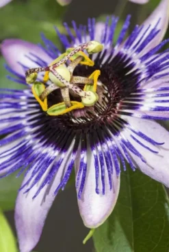Passiflora 'Damsel's Delight' - Passiebloem
