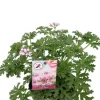 Pelargonium Isko Lemon - Geranium