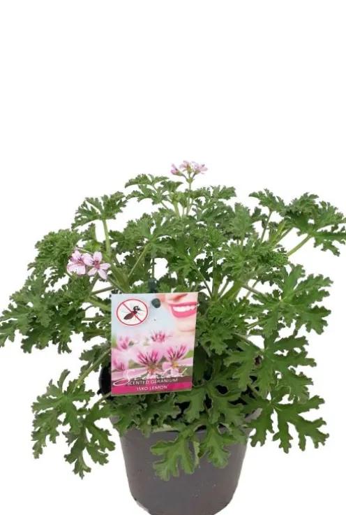 Pelargonium Isko Lemon - Geranium