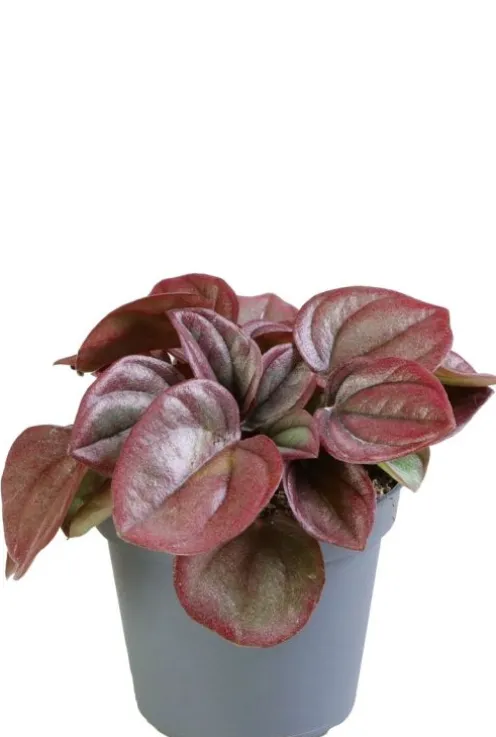 Peperomia Caperata Cayenne - Krokodillentranen