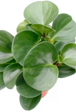 Peperomia obtusifolia - Krokodillentranen