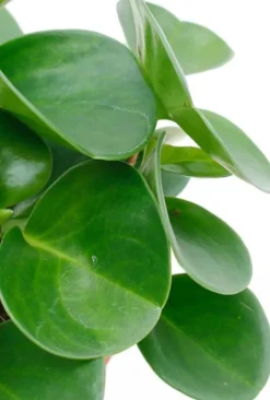 Peperomia obtusifolia - Krokodillentranen