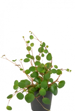 Peperomia Pepperspot - Stekje