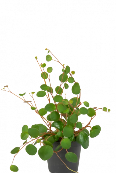 Peperomia Pepperspot - Stekje