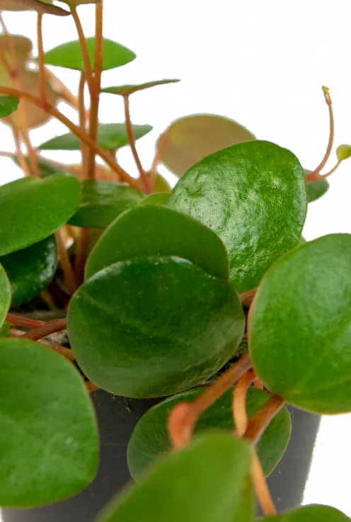 Peperomia Pepperspot - Stekje