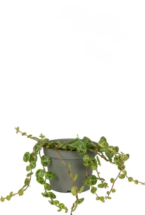 Peperomia Prostrata - Stekje