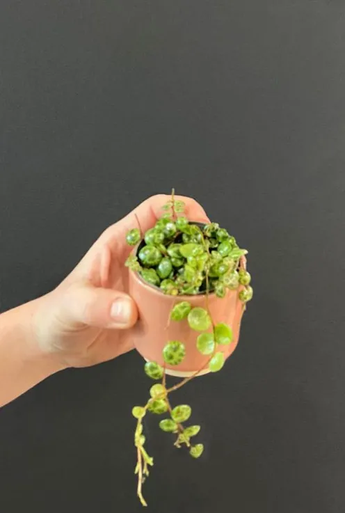 Peperomia Prostrata - Stekje