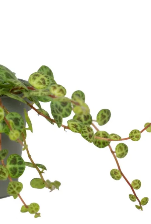 Peperomia Prostrata - Stekje